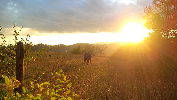 istock Horse in sunset-lit meadow with wooden post 2226464887