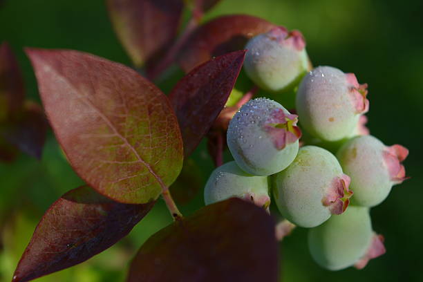 Close-up of blueberries with dew drops on green bush