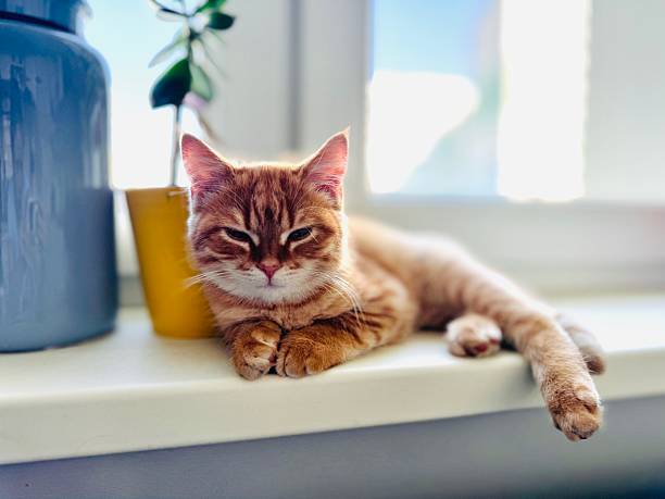 cute ginger kitten laying on window sill at home. High quality photo