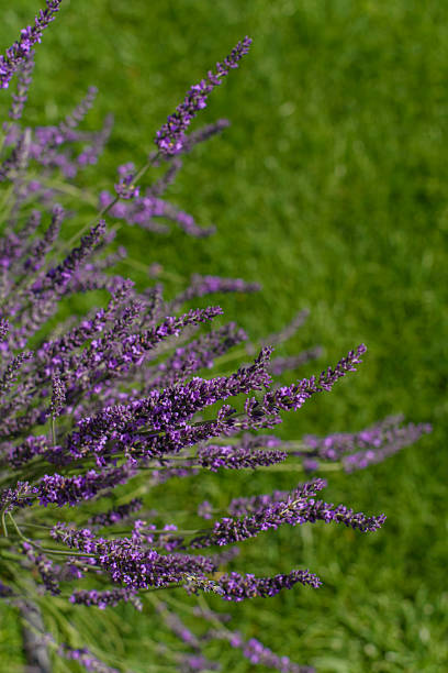 The photo captures the texture and detail of the plant under natural sunlight, creating a lively and aromatic summer atmosphere.