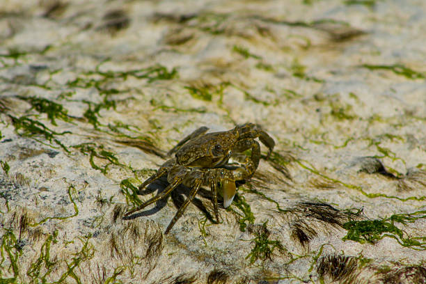 istock Crab on sand beach under daylight shows marine life, coastal wildlife, natural shell texture 2226467670
