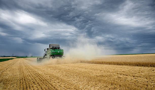 combine harvester harvesting wheat on a field in the fertile and fruitful of Langes Feld north of Stuttgart, Baden-Württmberg, Germany