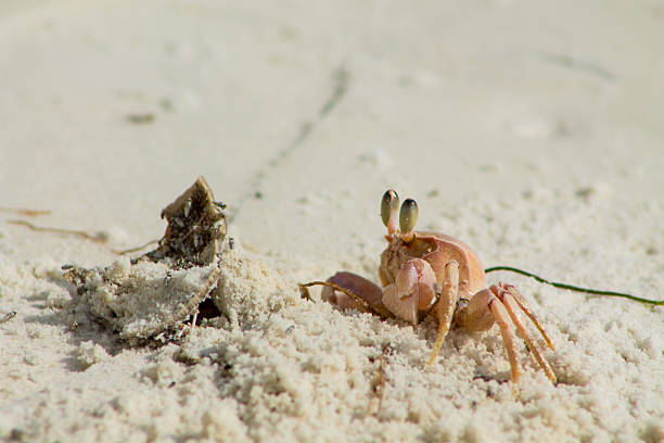A crab on a white beach, small deserted island offshore from Yanbu, Saudi Arabia