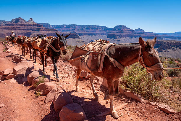 Mules Ascending South Kaibab Trail After Skeleton Point, USA