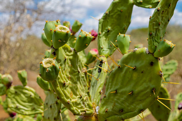 istock Green cactus with spines in daylight, desert plant, succulent texture tropical arid flora 2226468663