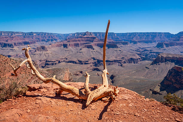 Grand Canyon Cedar Ridge with Dead Tree Remains in Foreground, USA