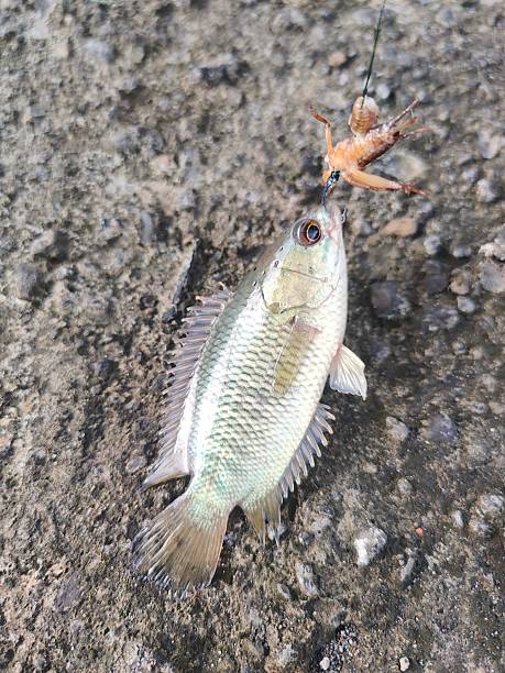 istock catfish caught on a fishing hook with cricket bait 2226470397