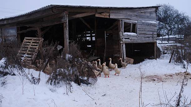 istock A beautiful winter scene depicting a rustic barn surrounded by ducks waddling in the snow 2226472152