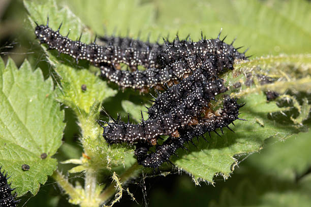 istock A swarm of peacock caterpillars on nettles 2226472221