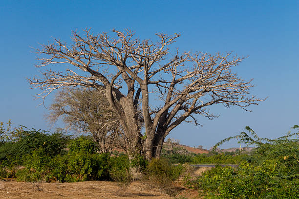 istock Baobab tree with hanging fruits under clear sky, showing thick trunk 2226472669