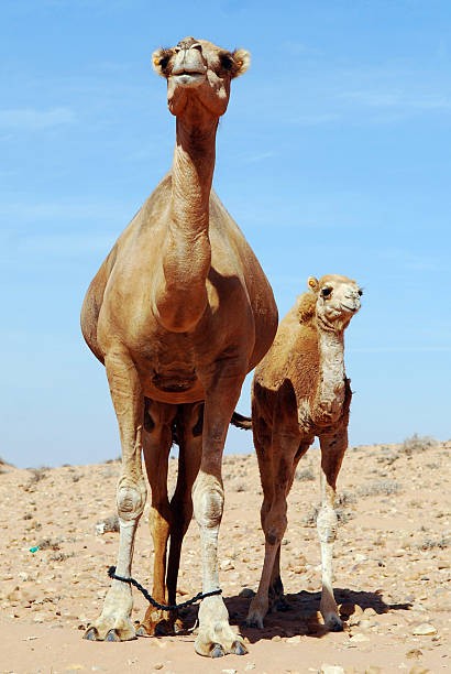 Front view of an adult camel and a colt on the dunes of Tan Tan in the Sahara desert.