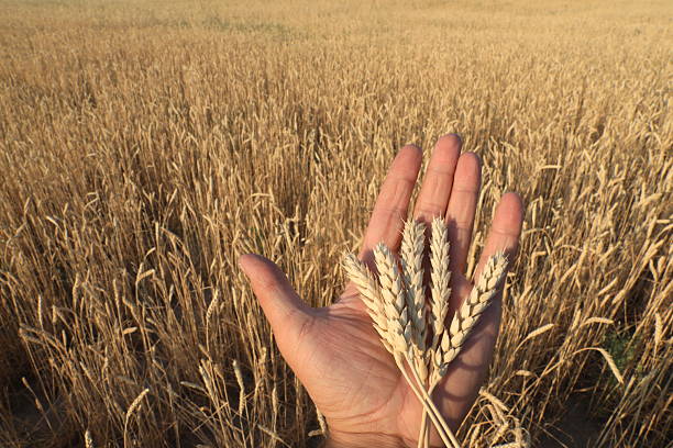 Hand holding ears of wheat in a field