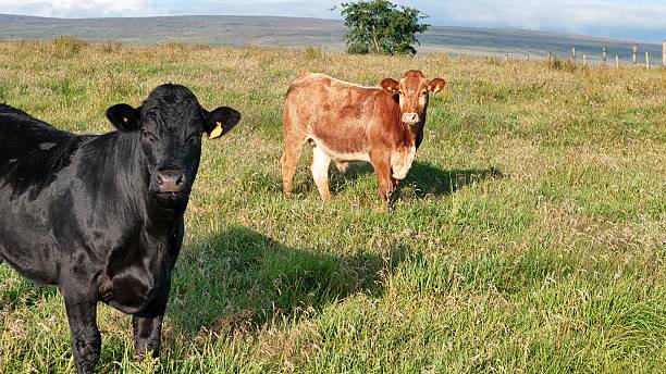 istock Bulls in the field 2226477990