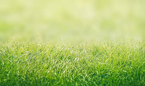 istock lush green grass in the foreground on a sunny day 2226480400