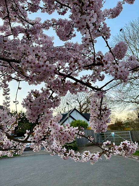 istock Spring Cherry Blossom Tree in Thames Ditton, Surrey – Pink Blooms Near the River and Residential Road 2226481746