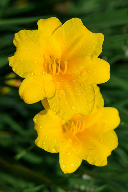 Pair of vibrant yellow daylilies (Hemerocallis) in full bloom with dewdrops on their petals, standing out against a lush green background.