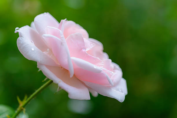 Delicate light pink rose (Rosa species) in soft bloom with raindrops on its petals, captured in natural light against a blurred green garden background.