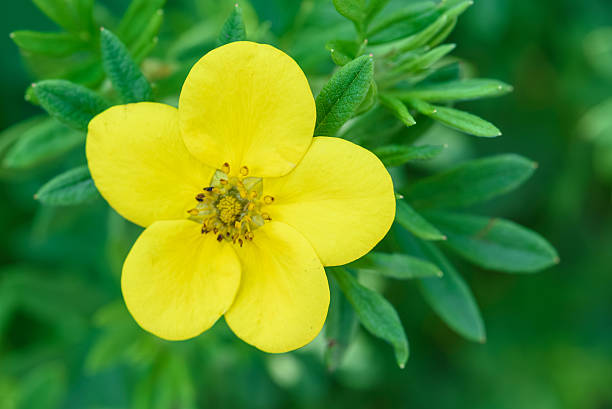 istock Cinquefoil Bloom Flower Plant Botany 2226485679