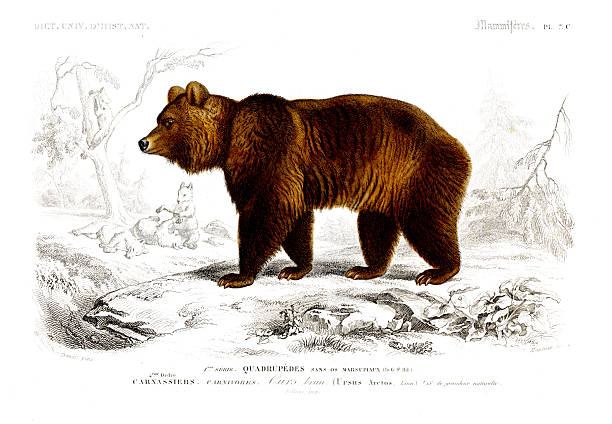 istock Brown Bear – Universal Dictionary of Natural History by Charles d'Orbigny, 1849 2226486347