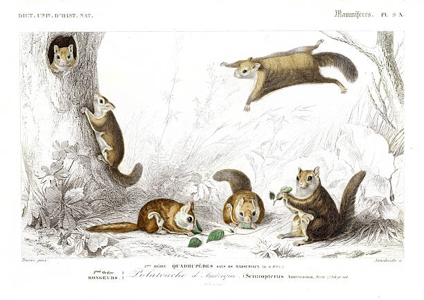 Hand-colored steel Engraving Dictionnaire Universel d’Histoire Naturelle by Charles d'Orbigny 1849