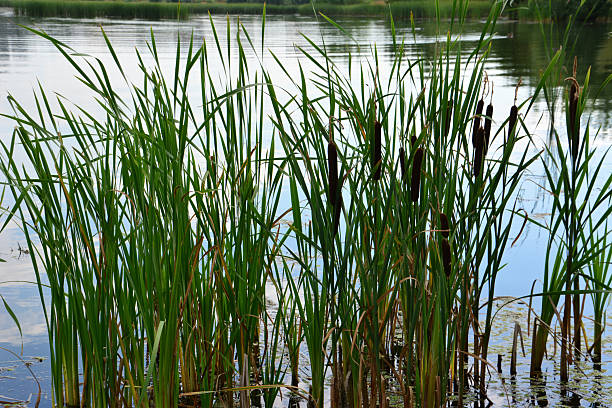 istock Cattails and Reeds Growing in a Calm Pond 2226488121
