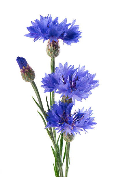 istock Blue Cornflower isolated on white background. Centaurea cyanus or bachelor's button flowers. 2226488133