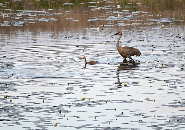 istock Sandhill Crane and Colt 2226488224