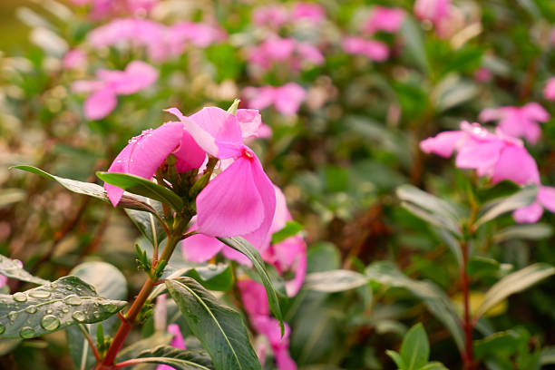 Pink periwinkle flowers blooming in garden after rain