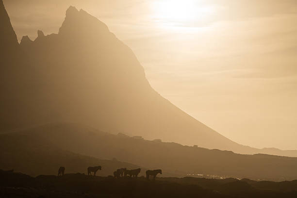 istock Icelandic wild ponies at dawn, Stokksness 2226490918