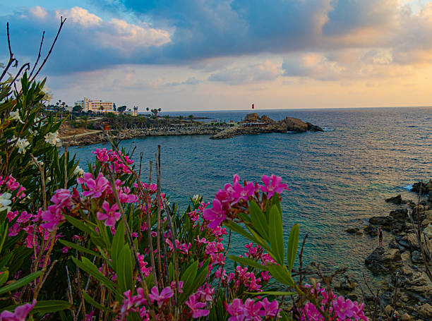 Sunset over Mediterranean sea shore with flowers, Cyprus