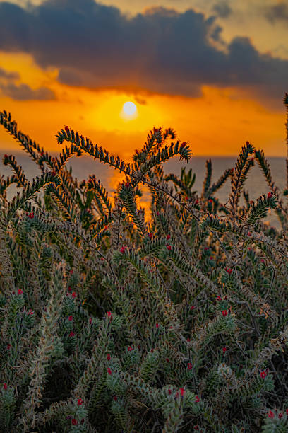 istock Dramatic sunset over Mediterranean sea coast with flowering plants 2226494746
