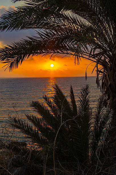 istock Looking on sunset through palm trees leaves 2226494758