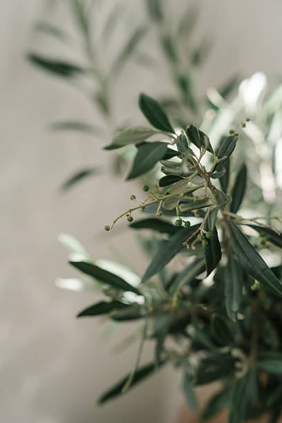 istock close up of olive tree branches on a white background 2226495903
