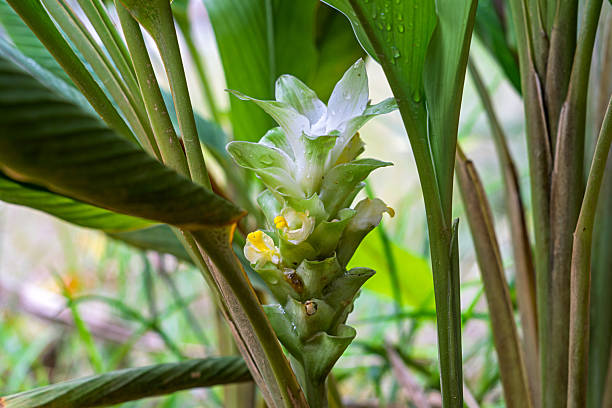 istock Fresh Turmeric Flower (Curcumin) with Dew Drops 2226496315