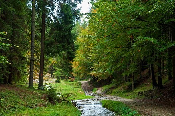 A serene forest landscape featuring a meandering stream flanked by lush green vegetation and majestic trees. The tranquil scene captures the beauty of nature's untouched environments, perfect for themes of relaxation, exploration, or ecology. This captivating woodland location embodies peace, simplicity, and the serene charm of the natural world.
