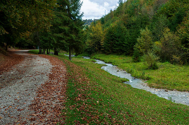 A tranquil forest setting showcasing a gravel pathway lined with fallen leaves alongside a gentle flowing creek, surrounded by lush greenery and tall trees. The autumn season highlights the rich hues of the foliage, creating a peaceful natural landscape perfect for relaxation and nature appreciation.