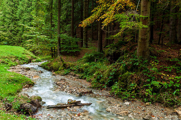 A tranquil stream flows through a verdant forest landscape, surrounded by thriving flora and towering trees. The play of sunlight and shadow creates an evocative ambiance, perfect for nature and serenity-themed imagery or designs.