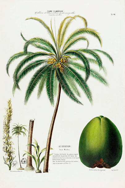 Very Rare, Beautifully Illustrated antique, hand-colored, flowers and fruits Botanical Illustration, Published in 1835. Source: Original edition from my own archives. Copyright has expired on this artwork. Digitally restored.