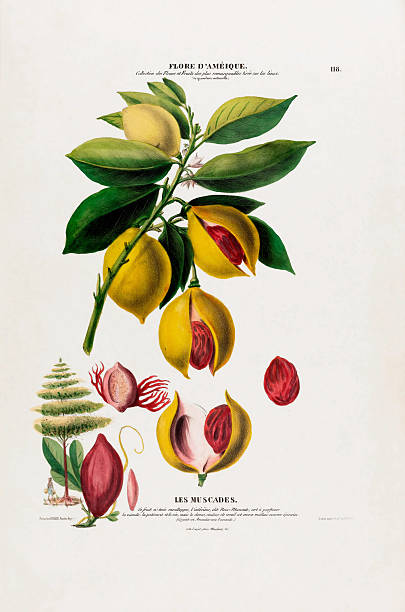 istock Nutmeg Plant, antique, hand-colored, flowers and fruits, Botanical Illustration, Published in 1835 2226501507