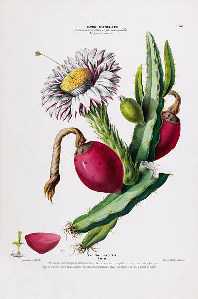 Very Rare, Beautifully Illustrated antique, hand-colored, flowers and fruits Botanical Illustration, Published in 1835. Source: Original edition from my own archives. Copyright has expired on this artwork. Digitally restored.