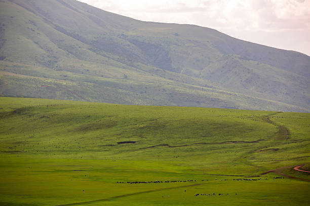 A wide expanse of green slopes unfolds beneath a moody sky, capturing the peaceful and untouched beauty of the African wilderness. The gentle terrain and soft natural light emphasize the harmony between earth and sky in this serene outdoor scene.