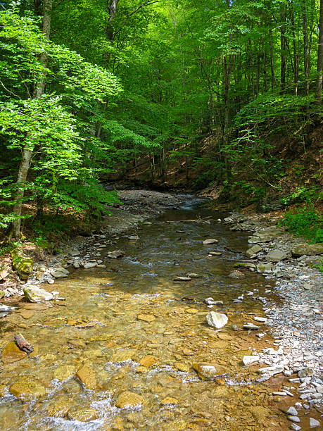 istock river in the forest. beautiful nature background with rocks 2226502520