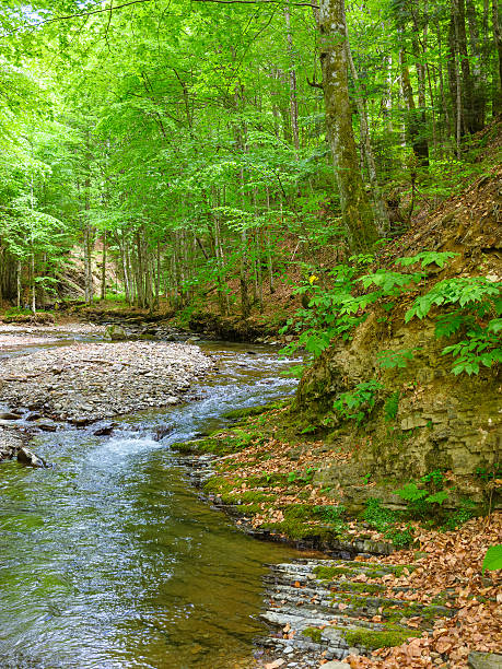 istock river in the forest. beautiful nature background with rocks 2226502552