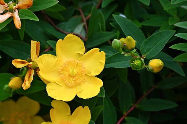 istock A yellow St. John's wort flower 2226502869