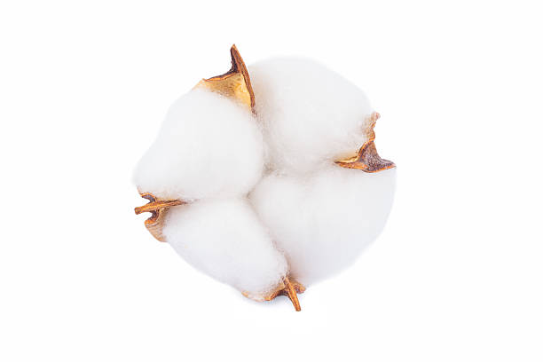 istock Dry cotton flower on white background 2226504534