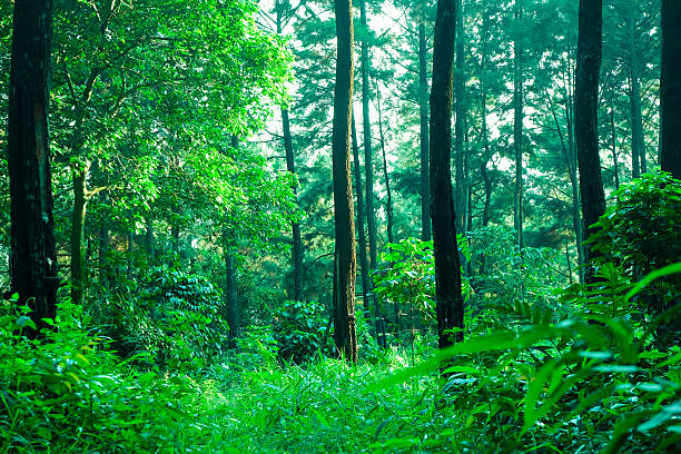 Lush green forest canopy illuminated by sunlight