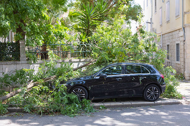 Trees blown down in summer storms in UK