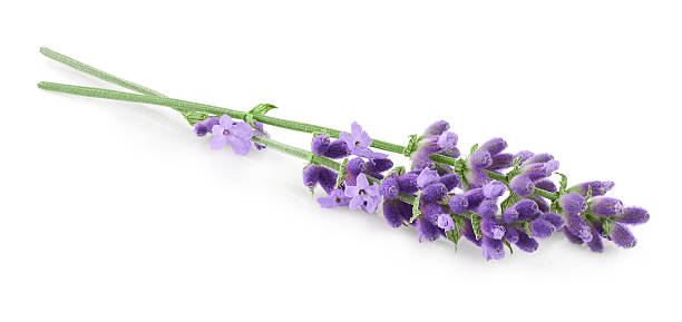 istock Lavender flowers isolated on white background 2226506188