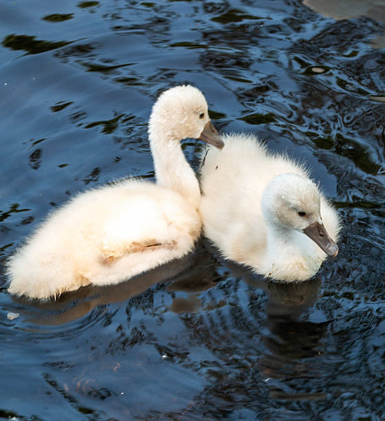 istock Young Swans Swim Gracefully Together in Tranquil Water Environment 2226507230