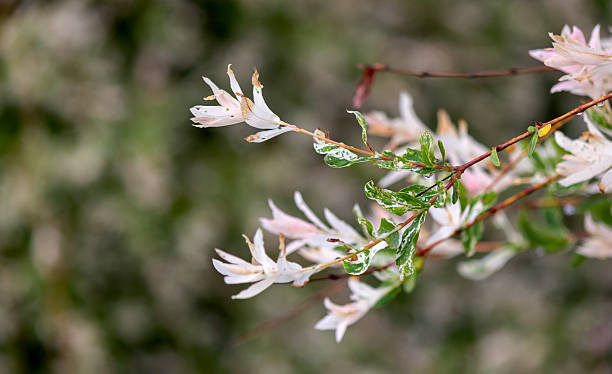 istock Hakuro Nishiki Iwa. Hakuro willows and willow trees growing in summer. 2226507630